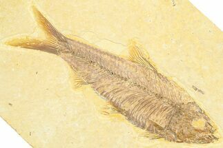 Detailed Fossil Fish (Knightia) - Wyoming #372334
