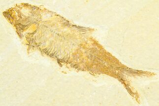 Detailed Fossil Fish (Knightia) - Wyoming #372352
