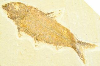 Detailed Fossil Fish (Knightia) - Wyoming #372353