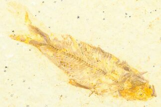 Juvenile Fossil Fish (Knightia) - Wyoming #372359