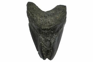 Bargain, Fossil Megalodon Tooth - South Carolina #372381
