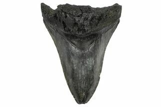 Bargain, Fossil Megalodon Tooth - Serrated Blade #372382