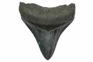 Serrated, Fossil Megalodon Tooth - South Carolina #372388