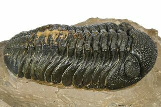 Phacopid (Morocops) Trilobite - Foum Zguid, Morocco #372430