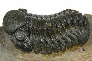 Phacopid (Morocops) Trilobite - Foum Zguid, Morocco #372433