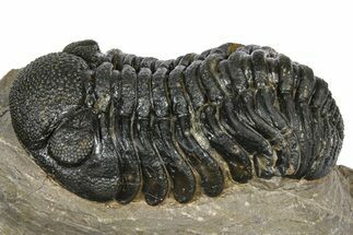 Phacopid (Morocops) Trilobite - Foum Zguid, Morocco #372435