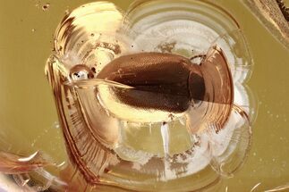 Detailed Fossil Marsh Beetle (Scirtidae) in Baltic Amber #372526