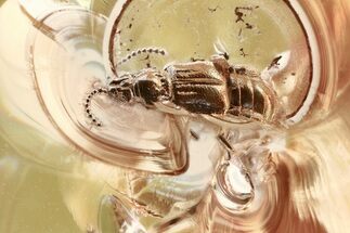 Detailed Fossil Ant-Loving Beetle (Faronus) in Baltic Amber #372538