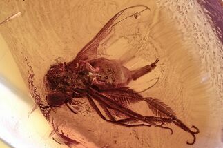 Detailed Fossil Dagger Fly (Empididae) w/ Feathered Legs In Amber #372545