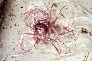 Detailed Fossil Spider (Araneae) In Baltic Amber #372554
