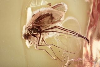 Detailed Fossil Long-Legged Fly (Dolichopodidae) in Baltic Amber #372560