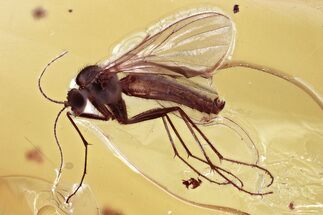 Detailed Fossil Fungus Gnat (Mycetophilidae) In Baltic Amber #372562