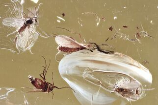 Detailed Fossil True Midge Swarm (Chironomidae) In Baltic Amber #372564