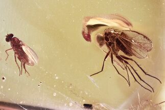 Two Detailed Fossil Flies (Dolichopodidae) in Baltic Amber #372568