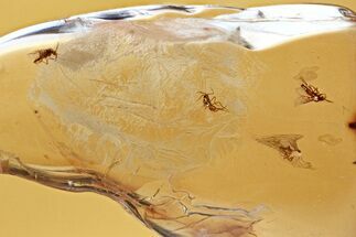 Detailed Fossil True Midge Swarm (Chironomidae) In Baltic Amber #372574