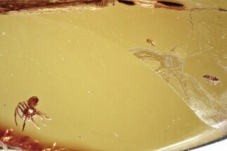 Detailed Fossil Spider and Scale Insect in Baltic Amber #372575