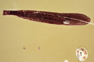 Detailed Fossil Leaf in Baltic Amber #372587