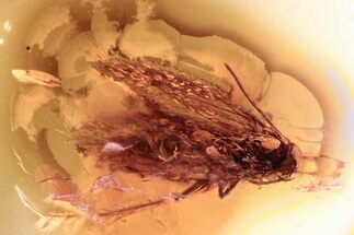 Detailed Fossil Moth (Lepidoptera) in Baltic Amber #372590