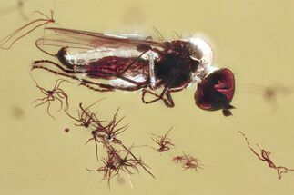 Fossil Fly (Microphorinae) with Oak Stellate Hairs In Baltic Amber #372595