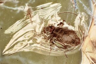 Detailed Fossil Barklouse (Psocodea) Nymph In Baltic Amber #372598