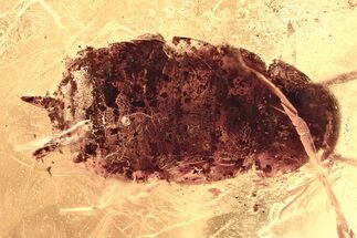 Detailed Fossil Cockroach (Blattodea) In Baltic Amber - Rare! #372601