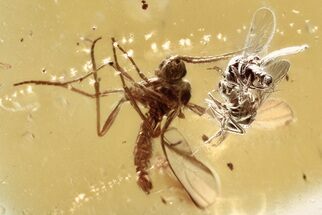 Two Fossil Biting Midges and a Fungus Gnat In Baltic Amber #372604