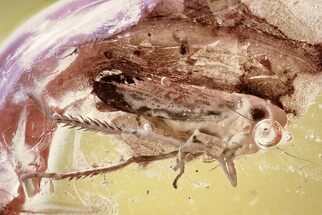 Detailed Fossil Leafhopper (Cicadellidae) In Baltic Amber #372620