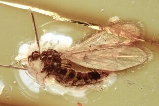 Detailed Fossil Moth Fly (Hoffeinsodes) In Baltic Amber - Rare Genus #372609