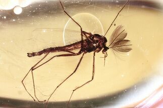 Detailed Fossil True Midge (Chironomidae) in Baltic Amber #372612