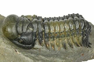 Detailed Crotalocephalina Trilobite - Atchana, Morocco #372404