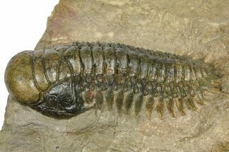Detailed Crotalocephalina Trilobite - Atchana, Morocco #372406