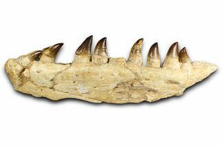 Fossil Mosasaur (Thalassotitan) Jaw Section with Teeth - Morocco #372634