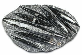 Polished Fossil Orthoceras (Cephalopod) Plate - Morocco #372641