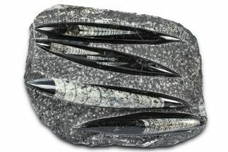 Polished Fossil Orthoceras (Cephalopod) Plate - Morocco #372650