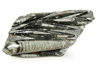 Polished Fossil Orthoceras (Cephalopod) Plate - Morocco #372645