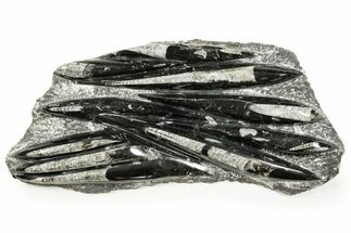 Polished Fossil Orthoceras (Cephalopod) Plate - Morocco #372656
