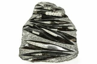 Polished Fossil Orthoceras (Cephalopod) Plate - Morocco #372670