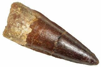 Fossil Spinosaurus Tooth - Real Fossil Tooth #372913
