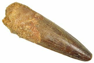 Fossil Spinosaurus Tooth - Feeding Worn Tooth #372918