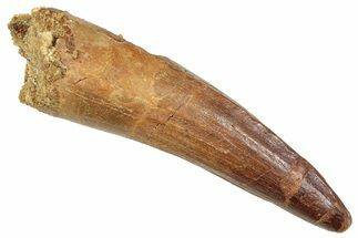 Fossil Spinosaurus Tooth - Real Dinosaur Tooth #372921
