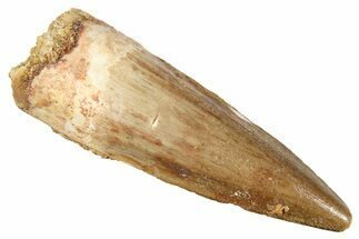 Fossil Spinosaurus Tooth - Real Fossil Tooth #372925