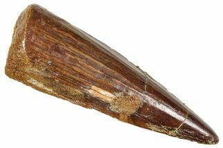 Fossil Spinosaurus Tooth - Nice Tip #372929