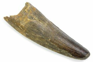Fossil Spinosaurus Tooth - Feeding Worn Tooth #372868