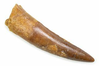Fossil Spinosaurus Tooth - Nice Tip #372881