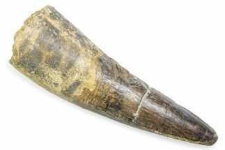 Fossil Spinosaurus Tooth - Feeding Worn Tooth #372884
