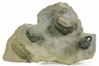 Cluster of Five Crotalocephalina & Reedops - Atchana, Morocco #372408