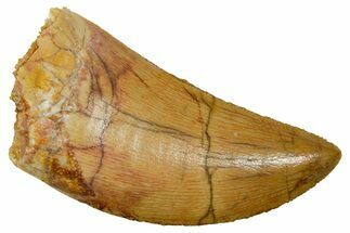 Serrated Carcharodontosaurus Tooth - Real Dinosaur Tooth #311319