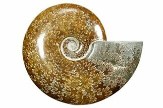 Polished Ammonite (Cleoniceras) Fossil - Madagascar #372960