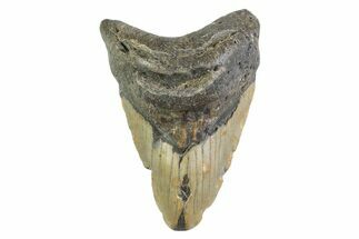 Bargain, Fossil Megalodon Tooth - North Carolina #373161