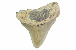 Juvenile Megalodon Tooth - North Carolina #373166